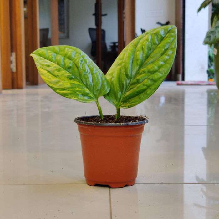 Monstera Peru Variegated Live Indoor Plant | 8.5cm Pot