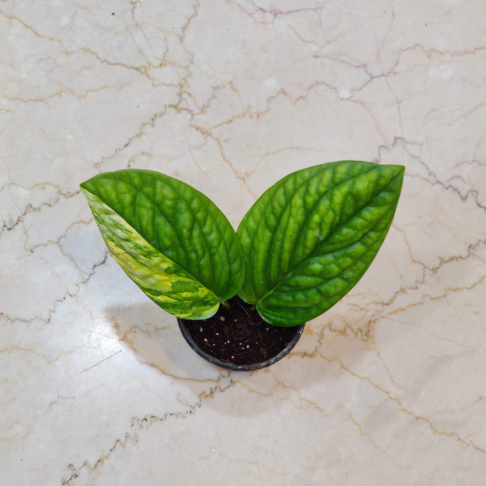 Monstera Peru Variegated Live Indoor Plant | 8.5cm Pot