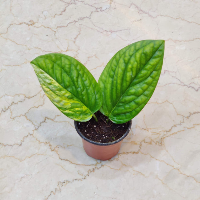 Monstera Peru Variegated Live Indoor Plant | 8.5cm Pot