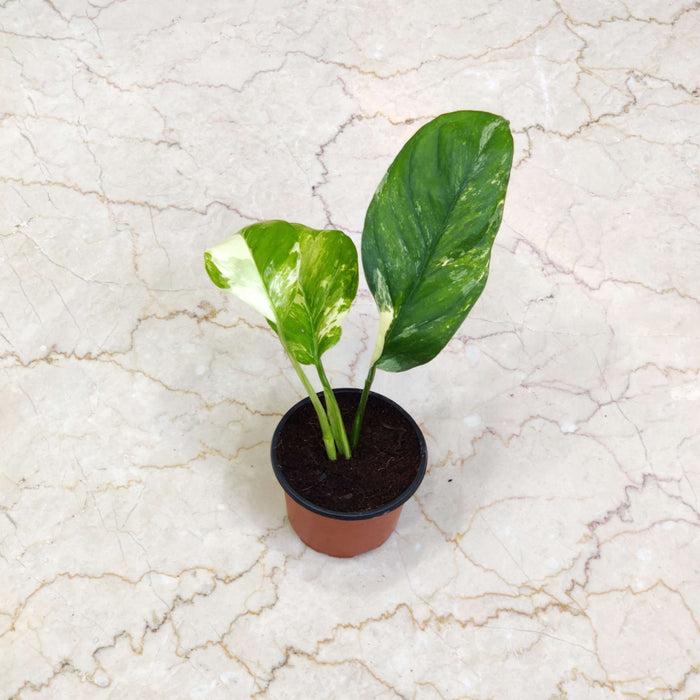 Varigated Monstera Live Indoor Plant | 8.5cm Pot