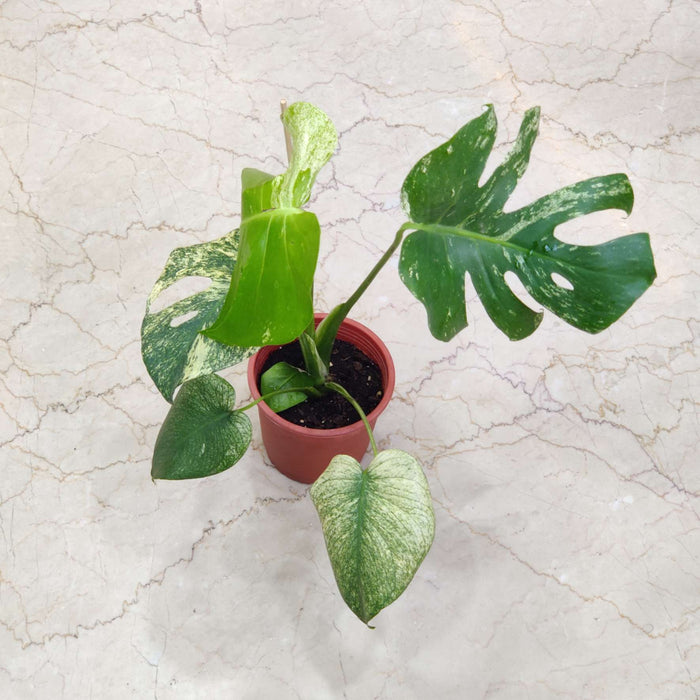 Monstera White Monster Plants 14.5 cm pot
