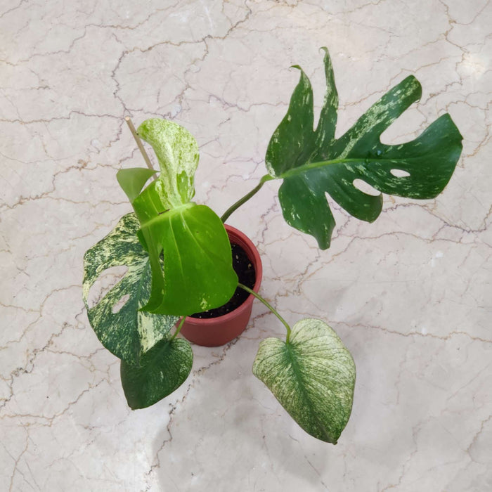 Monstera White Monster Plants 14.5 cm pot