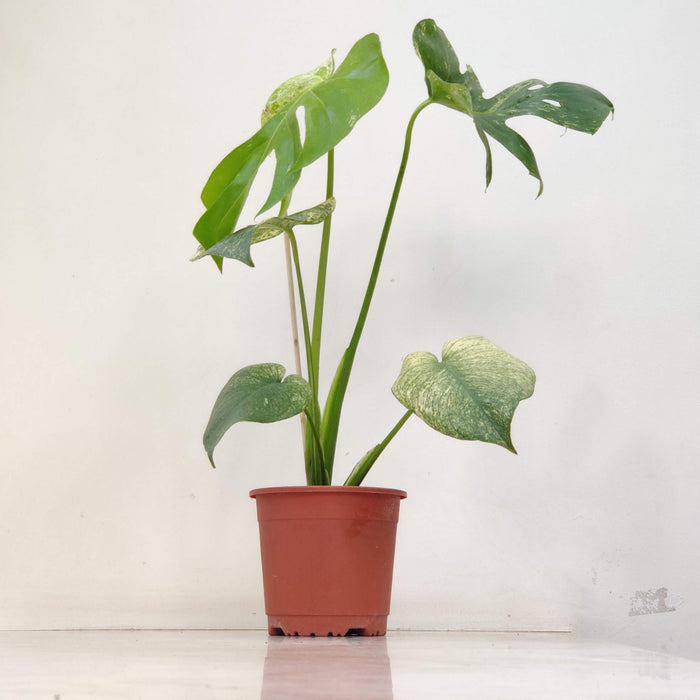 Monstera White Monster Plants 14.5 cm pot