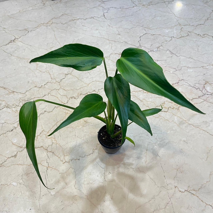 Monstera Burle Marx Flame Live Indoor Plant | 8.5cm Pot