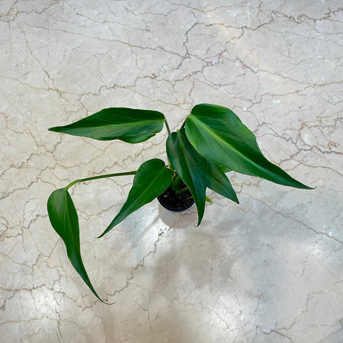 Monstera Burle Marx Flame Live Indoor Plant | 8.5cm Pot
