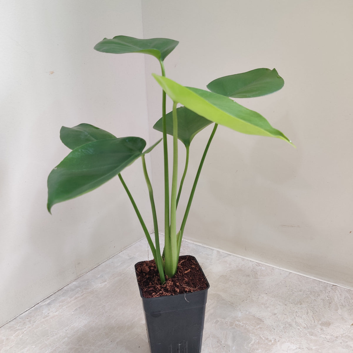 Monstera Ceriman Indoor Plant