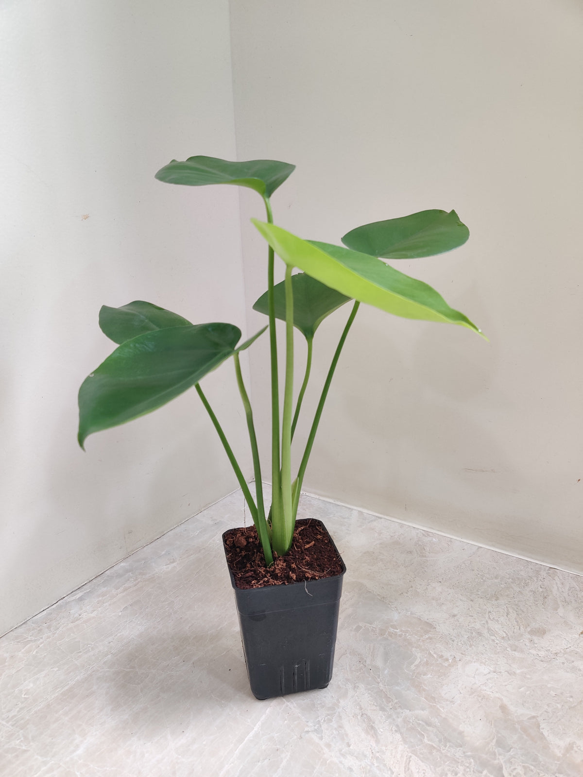 monstera plant in india Monstera Ceriman Indoor Plant