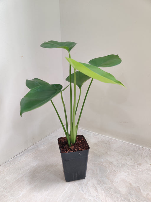 monstera plant online india Monstera Ceriman Indoor Plant