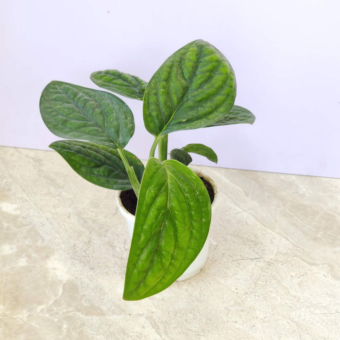 Monstera Peru Live Indoor Potted Plant | 10cm Pot