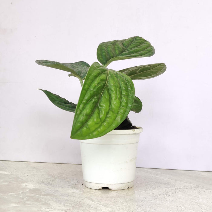 Monstera Peru Live Indoor Potted Plant | 10cm Pot