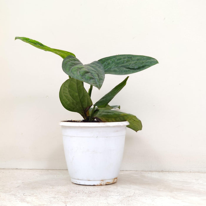 Monstera Peru Plant In 12 cm pot