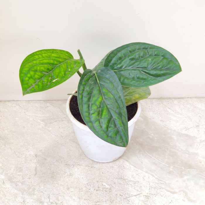 Monstera Peru Plant In 12 cm pot