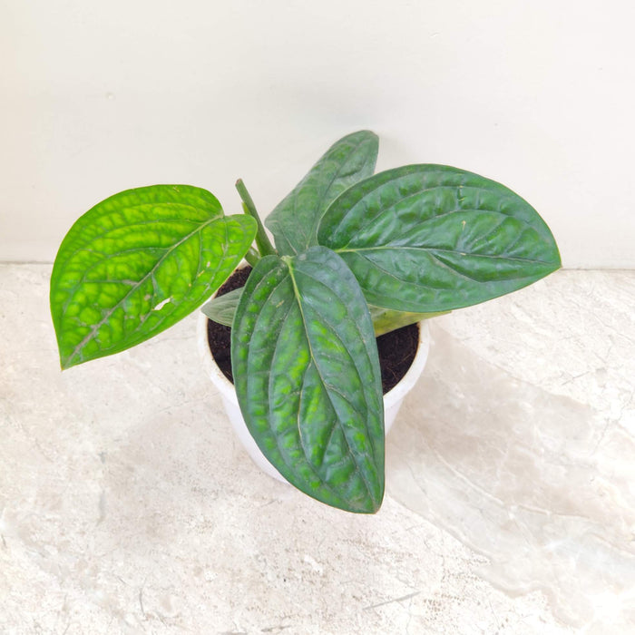 Monstera Peru Plant In 12 cm pot