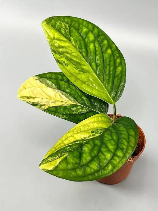Monstera Peru Verigated Plant In 8.5 cm pot