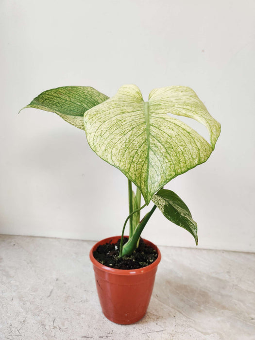 Monstera White Monstera Plant In 10 Cm Pot