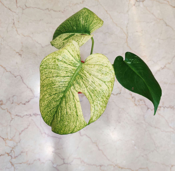 Monstera White Monstera Plant In 10 Cm Pot