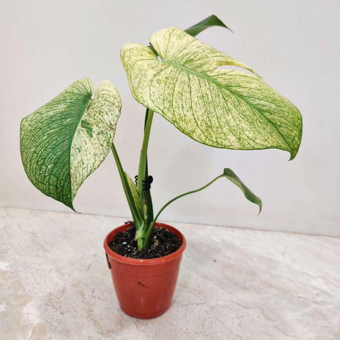 Monstera White Monstera Plant In 10 Cm Pot
