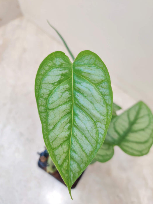 Monstera Siltpachiana Plant 8.5  Cm Pot
