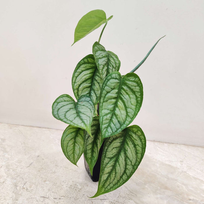 Monstera Siltpachiana Plant 8.5  Cm Pot