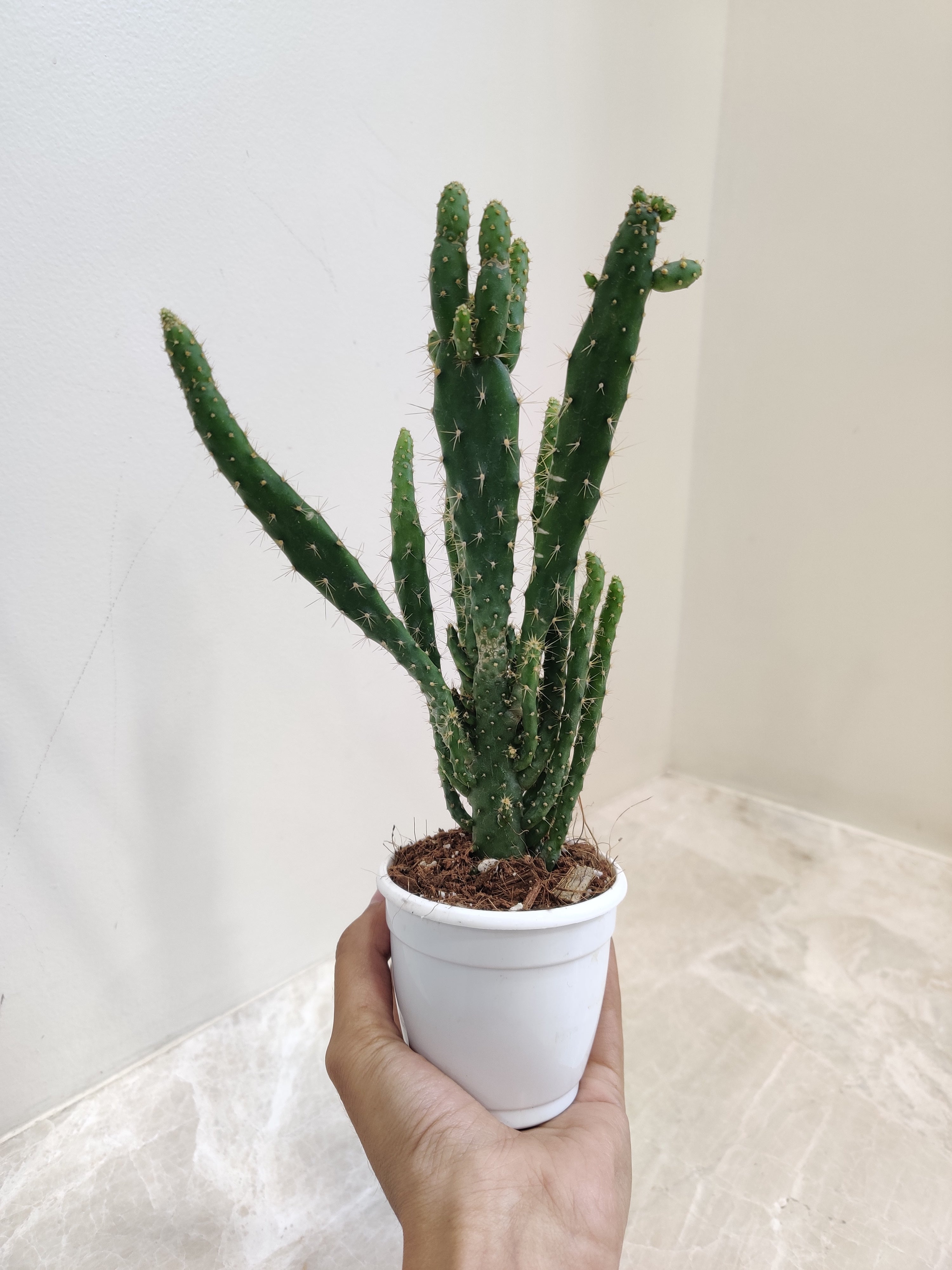 Nala ナラ Cactus all in one Nala ナラ Cactus all in one Amazon.com