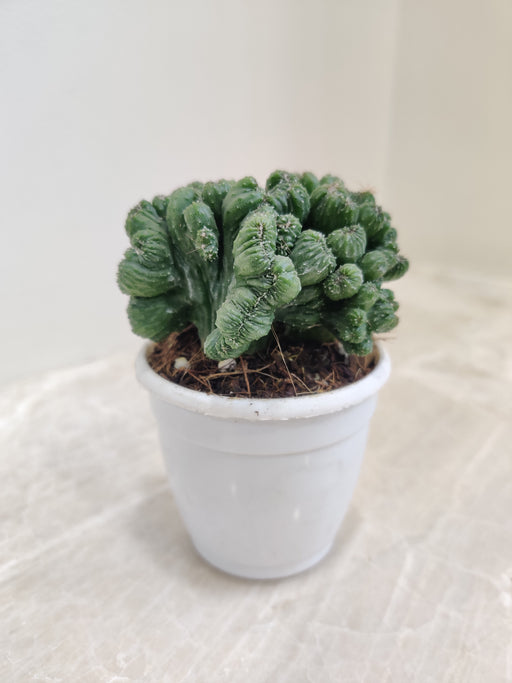 Resilient Monstrose Cactus, easy-care indoor plant