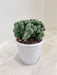 Resilient Monstrose Cactus, easy-care indoor plant