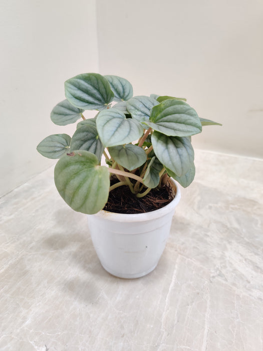 Elegant Moonlight Peperomia with Silvery Sheen
