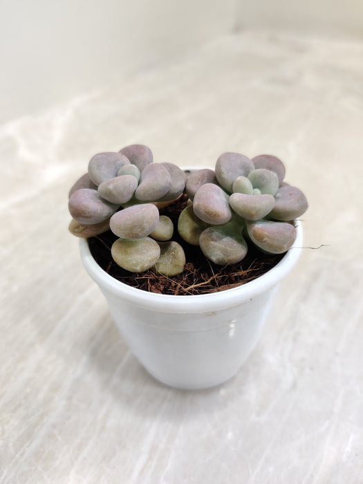 Moonstones-Indoor-succulent-plush-leaves-detail