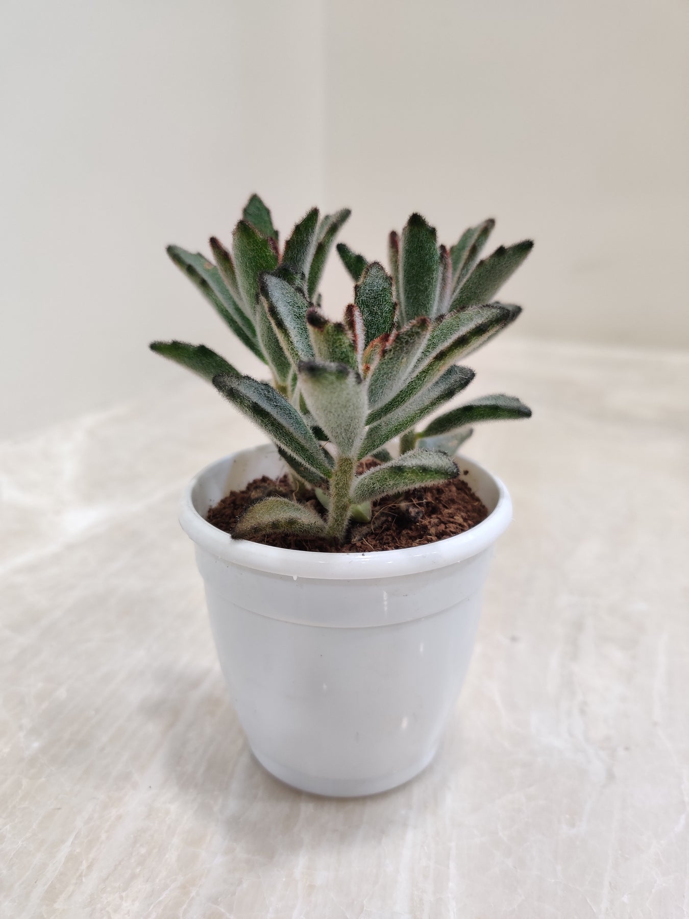 Kalanchoe Succulents