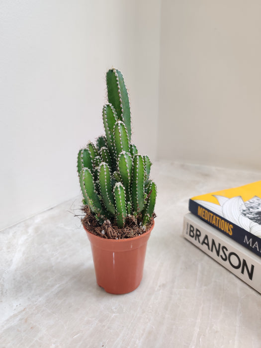 Terra-Cotta Potted Fairy Castle Cactus