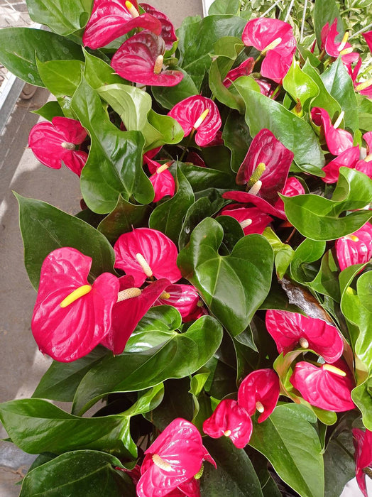Anthurium Red 12 cm pot