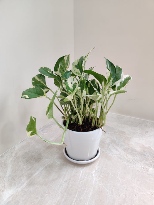 money plant for gift N'Joy Money Plant: Perfect Corporate Gifting – ChhajedGarden.com