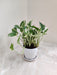Sleek and aesthetic N'Joy Money Plant perfect for office spaces