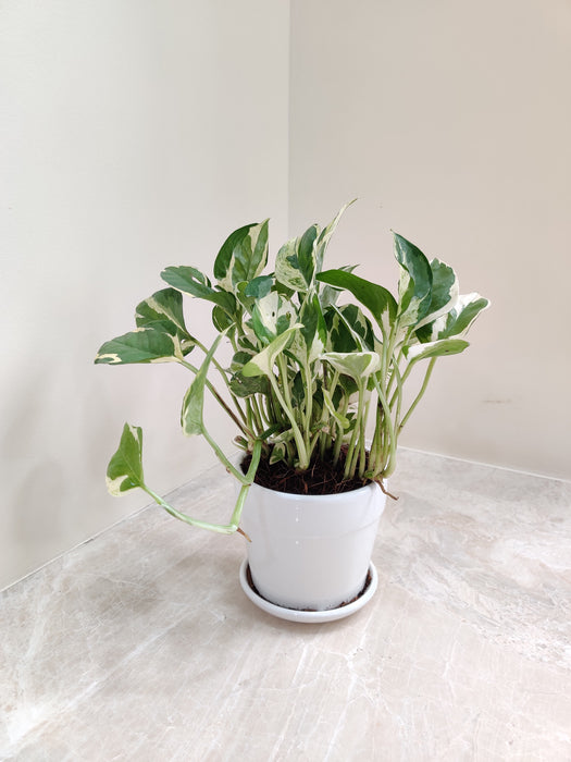 N'Joy Money Plant in a white ceramic pot for corporate gifting