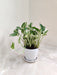 N'Joy Money Plant in a white ceramic pot for corporate gifting