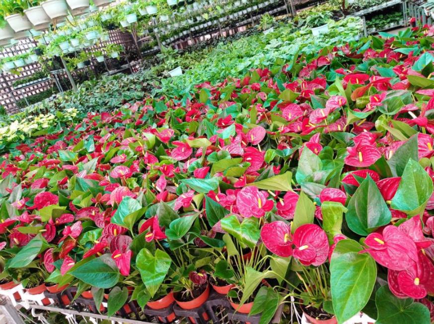 Anthurium Red 12 cm pot