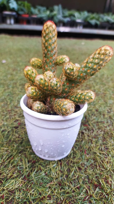 Mamillaria Elongata Lemon 7 cm pot