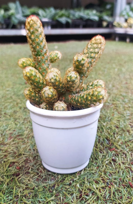 Mamillaria Elongata Lemon 7 cm pot