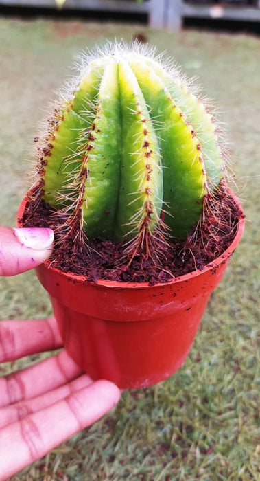 Parodia Magnifica 'Variegata' 10 cm pot