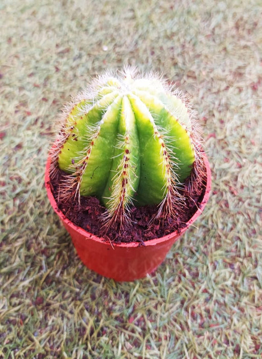 Parodia Magnifica 'Variegata' 10 cm pot