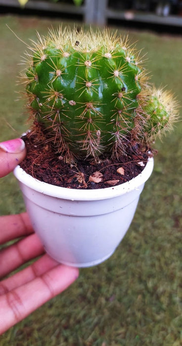 Echinopsis Calochlora 7 cm pot