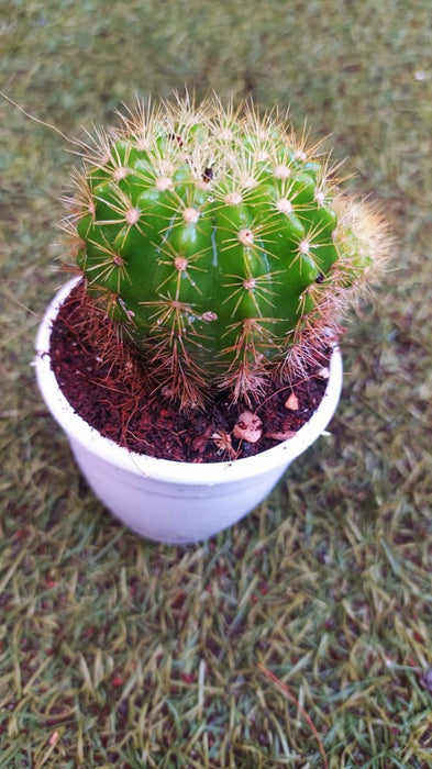 Echinopsis Calochlora 7 cm pot