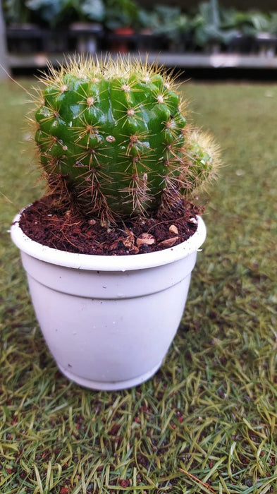 Echinopsis Calochlora 7 cm pot