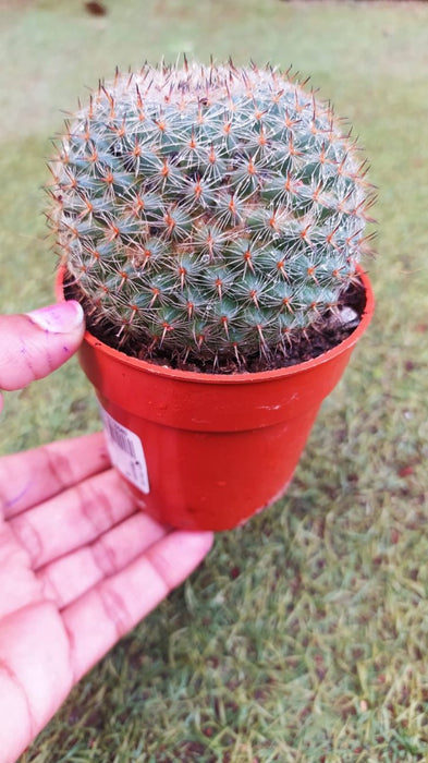Mammillaria Albilanata 10 cm pot