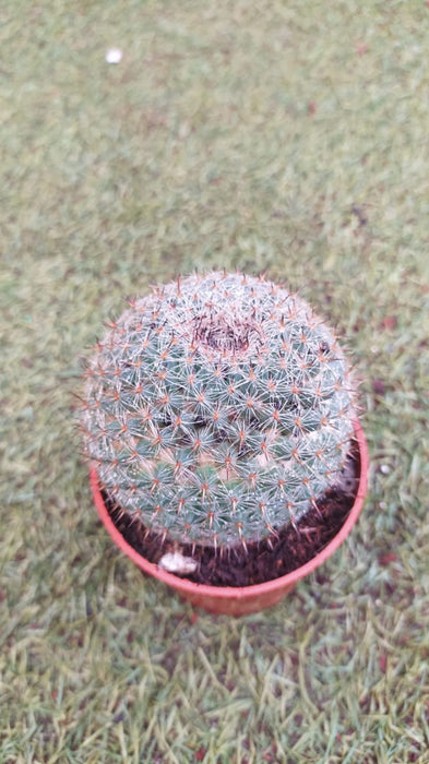 Mammillaria Albilanata 10 cm pot
