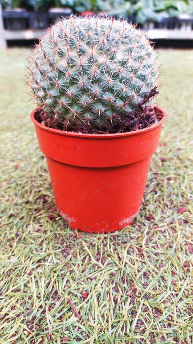 Mammillaria Albilanata 10 cm pot