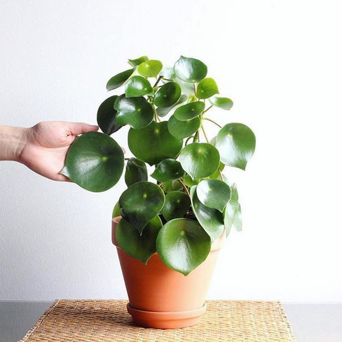 Peperomia Raindrop 12 cm pot
