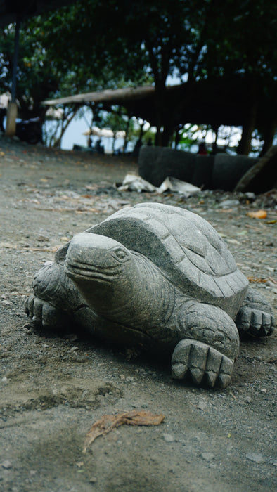 TURTLE