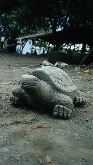 TURTLE