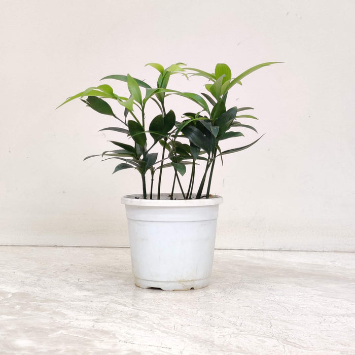 Nagei Negi Plant In 10 Cm Pot